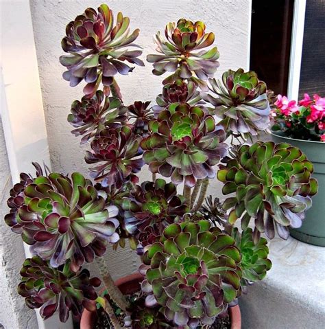 Aeonium Black Rose - Bing Images | Jardins, Cactus, Succulentes