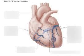 Cardiac veins Diagram | Quizlet