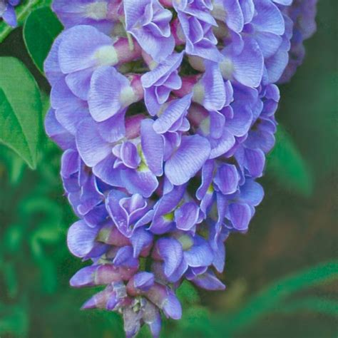 Cottage Farms Direct - Trees - Blue Wisteria