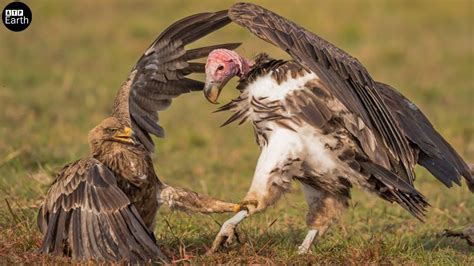 The Fighting of Eagle vs Vulture, Which one wins - Wild Animals | ATP ...