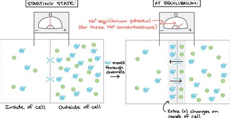 The Resting Membrane Potential Of Minus Seventy Volts Is