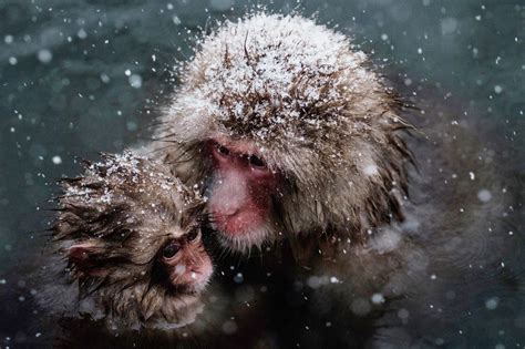 Animals in the snow - CBS News