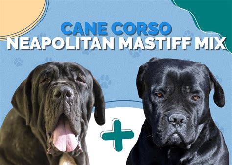 Cane Corso Neapolitan Mastiff Mix: Info, Pictures, Temperament & Traits | Hepper