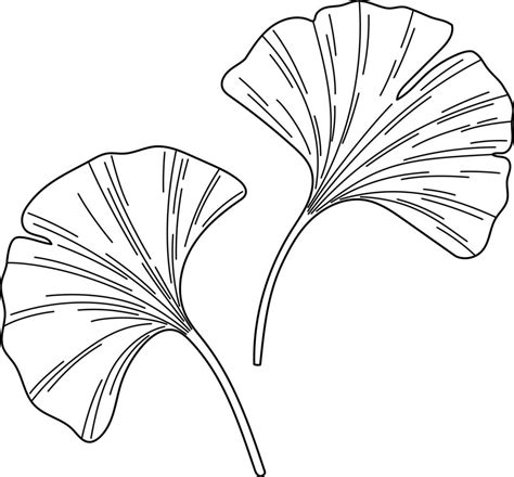 Ginkgo biloba leaves sketch 13812477 Vector Art at Vecteezy