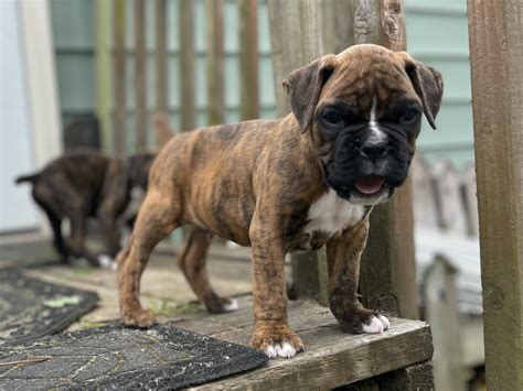 Boxer Puppies For Sale - Emerald Meadows Dog Training