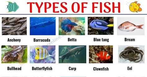 Types Of Fish Names