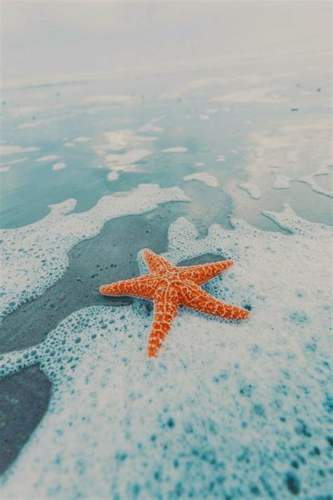 Starfish Wallpaper