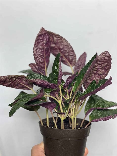 Buy Purple Waffle | Hemigraphis Alternata | Sale | Plantly