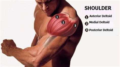 Anterior Deltoid Muscle Exercises