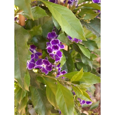 Buy Duranta erecta 'Geisha Girl' with Canarius