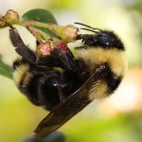 Suckley’s Cuckoo Bumble Bee | ontario.ca