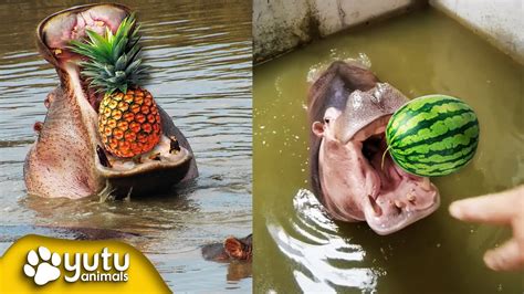 Hippo Eats Watermelon, Pineapple and Grapes By yutu animals - YouTube