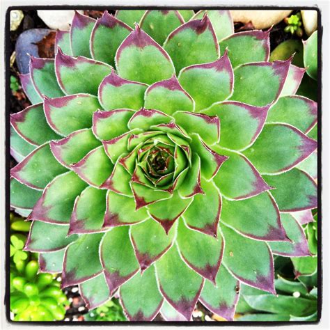 Succulents | Flowering succulents, Huge succulents, Planting succulents