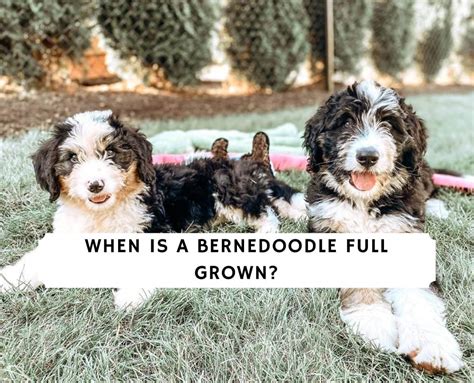 When is a Bernedoodle Full Grown? (2024) - We Love Doodles