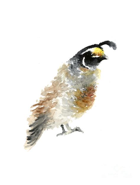 Quail Drawing Watercolor Poster Painting by Joanna Szmerdt