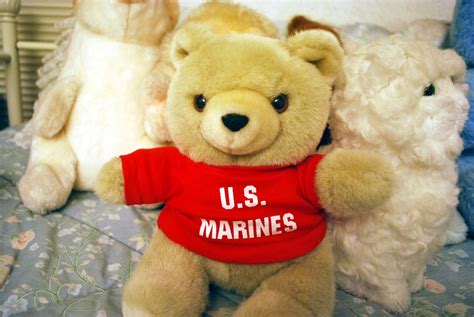 Marine Bear Free Stock Photo - Public Domain Pictures