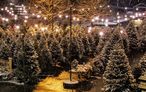 Selecting the Perfect Christmas Tree - Merrifield Garden Center