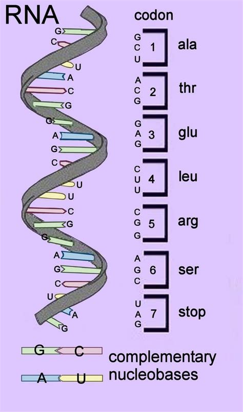 Chemistry of Life: codon