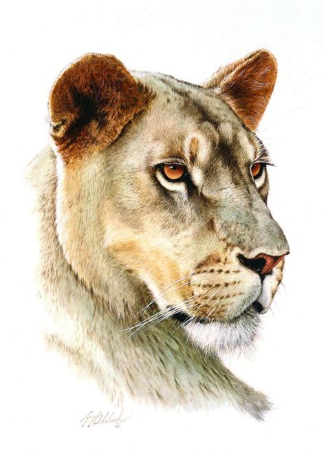 Big Cat Heads "Lioness Head" - Portraits K&K Wildlife Art Cat Head ...