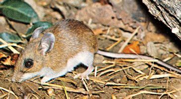 Deer mouse | Rodent Behavior & Habitat | Britannica