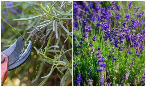 How To Prune Lavender - The Secret To Beautiful Blooms Every Year ...