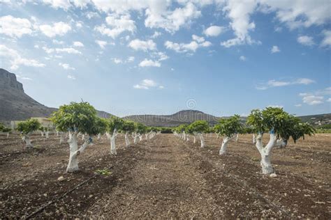 Grafting mango tree stock photo. Image of season, fruit - 76728680