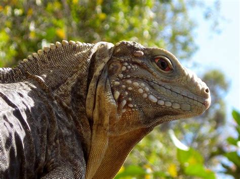 Cuba's National Parks and UNESCO Biosphere Reserves - Travels with Talek