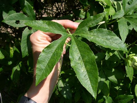 Passiflora incarnata