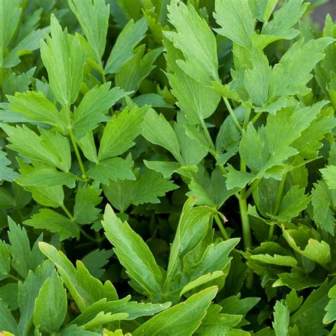 Lovage Herb Garden Seeds - 250 Mg Packet ~70 Seeds - Non-GMO Medicinal Herbal Gardening Seeds ...