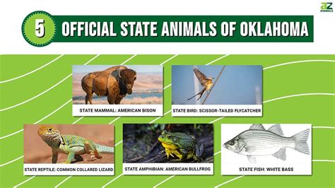 Discover the 5 Official State Animals of Oklahoma - A-Z Animals