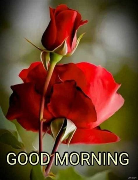 55 Good Morning Rose Flowers Images Pictures With Romantic, Red Roses