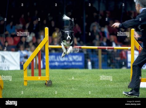 Dog Jumping Fence at Event Stock Photo - Alamy