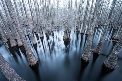 Trees In Cypress Swamp At Pine Log State Forest Photograph by Cavan ...