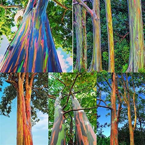 The Top 8 Rainbow Eucalyptus Trees You Can Buy