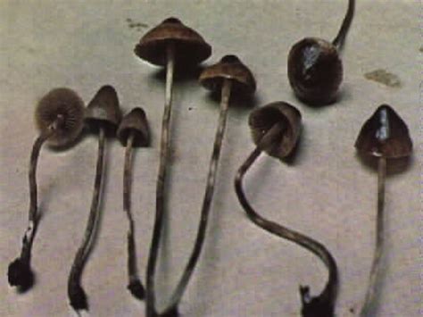 Shroomery - Psilocybe silvatica