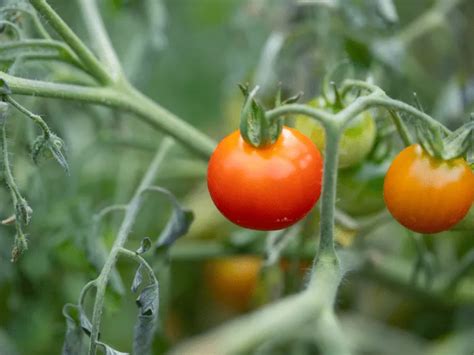 Tomato Fertilizer: The Key to a Bountiful Harvest Complete Guide