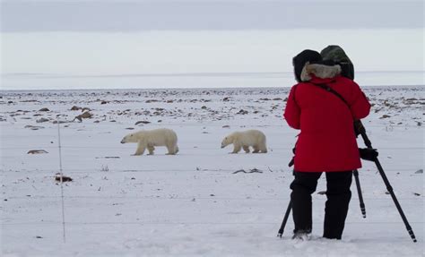 Polar Bear Migration Fly-In Safari | Eclipse Travel