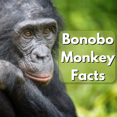 Bonobo Monkeys: 5 Facts About Humanity's Closest Relative - Owlcation