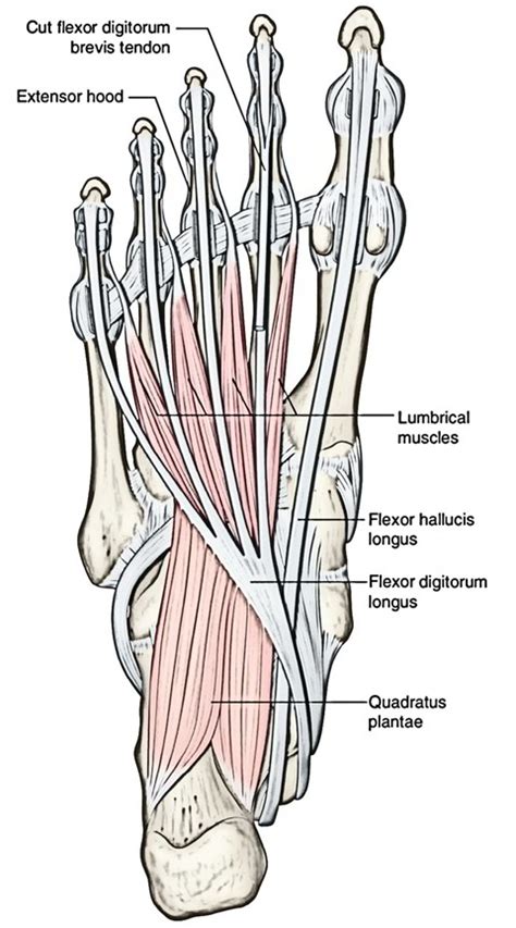 Lumbricals (Hand and Foot) – Earth's Lab