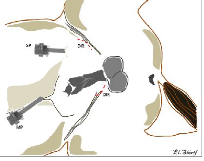 Showing the animal laid in right lateral recumbent position with the... | Download Scientific ...