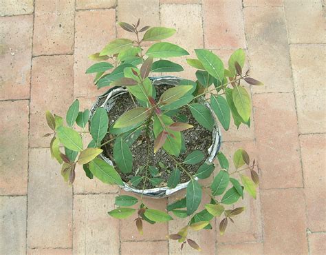 Eucalyptus deglupta seeds - For Sale - PalmTalk