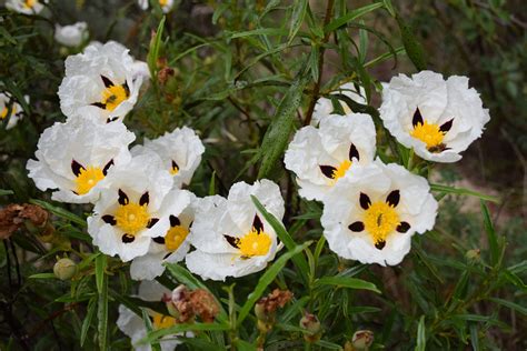 De mis flores y las vuestras: CISTUS LADANIFER (Jara pringosa, Jara ...