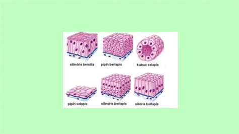 Jaringan Epitel – Penjelasan, Gambar dan Contohnya