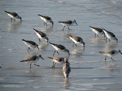 Sanderling – Common Shorebirds on Florida Beaches | Blog The Beach