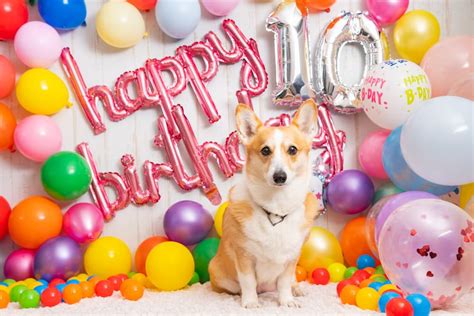 50 Dog Birthday Puns To Make You Smile - Great Pet Living