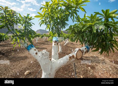 Grafting mango tree Stock Photo: 104384909 - Alamy