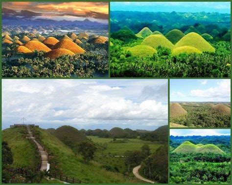 The Chocolate Hills! an unusual geological formation in Bohol Province, Philippines. Green grass ...