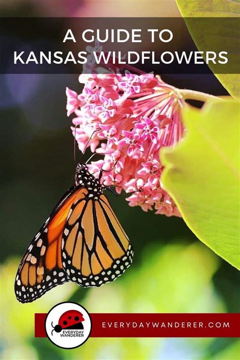 Kansas Wildflowers in Bloom by Season: Spring, Summer & Fall