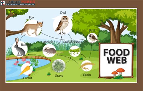 Food Web: Definition, Diagram, Examples, Food Chain and its Importance