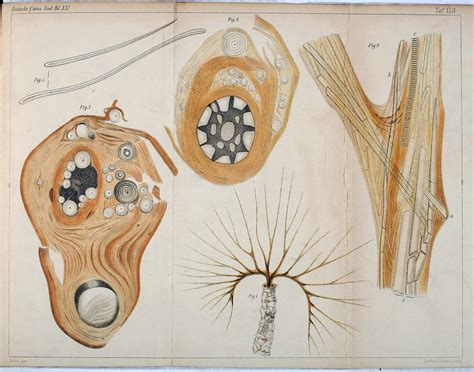 Polychaeta Species on Twitter: "An odd #wormwednesday mess. Pic is fan feeding structure that ...